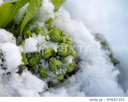 ふきのとう ふきのとう 94682301