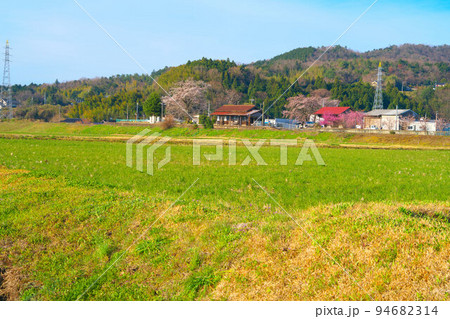 ソメイヨシノ咲く朝の因美線美作滝尾駅遠望 岡山県津山市 ソメイヨシノ咲く朝の因美線美作滝尾駅遠望 岡山県津山市 94682314