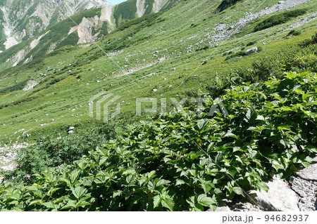 立山雄山の高山植物・一ノ越峠へのトレイル 立山雄山の高山植物・一ノ越峠へのトレイル 94682937
