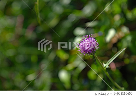 アザミの花 94683030