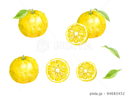柚子の水彩イラストセット　ベクター 94683452