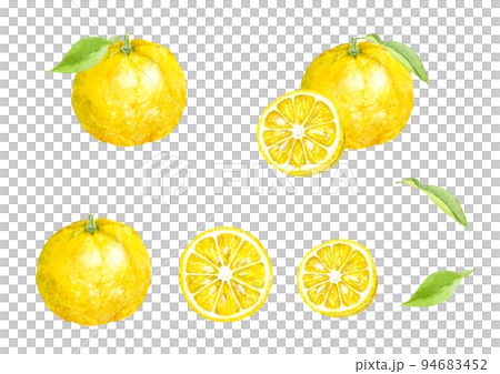 柚子の水彩イラストセット　ベクター 94683452