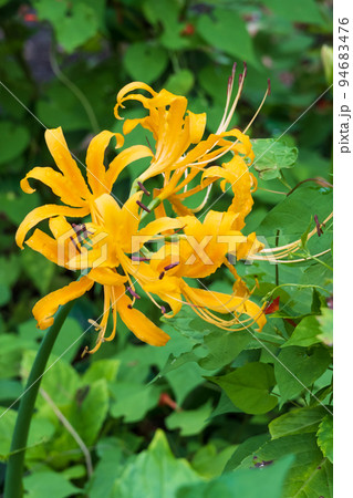 鮮やかな黄色の花びらを広げる彼岸花 94683476