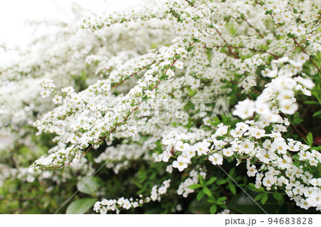 純白の花を咲かせるユキヤナギ 純白の花を咲かせるユキヤナギ 94683828