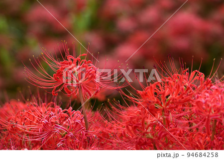 満開の半田市矢勝川沿いの彼岸花 94684258