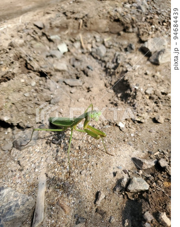 こちらの様子を伺い、構えるカマキリ こちらの様子を伺い、構えるカマキリ 94684439