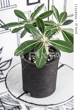 2D背景と、パキポディウム・デンシフローラム 94684511