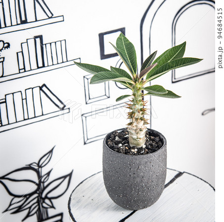 2D背景と、パキポディウム・バロニー 94684515