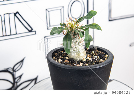 2D背景と、光堂(パキポディウム・ナマクアナム) 2D背景と、光堂(パキポディウム・ナマクアナム) 94684525