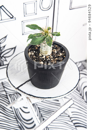 2D背景と、光堂(パキポディウム・ナマクアナム) 2D背景と、光堂(パキポディウム・ナマクアナム) 94684529