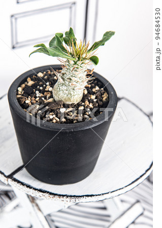 2D背景と、光堂（パキポディウム・ナマクアナム） 94684530