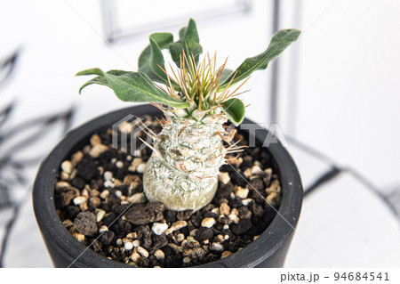 2D背景と、パキポディウム・光堂 94684541