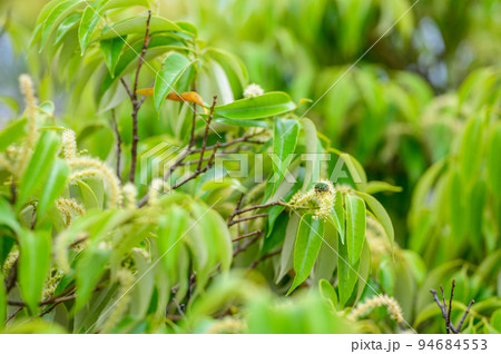 緑の昆虫ハナムグリが木の花に寄ってくる様子 94684553