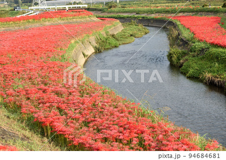 半田市矢勝川沿いに咲く彼岸花 半田市矢勝川沿いに咲く彼岸花 94684681