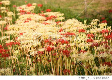 半田市矢勝川沿いに咲く彼岸花 94684682