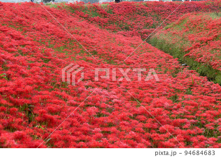 半田市矢勝川沿いに咲く彼岸花 94684683