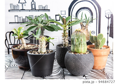 2D背景と、人気のコーデックス 94684727