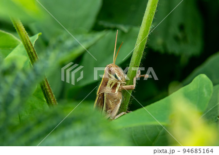 ツチイナゴ 94685164