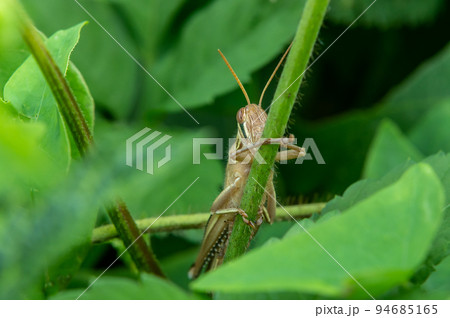 ツチイナゴ 94685165