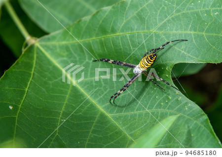ナガコガネグモ ナガコガネグモ 94685180