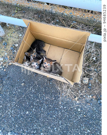 【千葉県印西市】に入れて捨てられていたネコの赤ちゃん 【千葉県印西市】に入れて捨てられていたネコの赤ちゃん 94685239