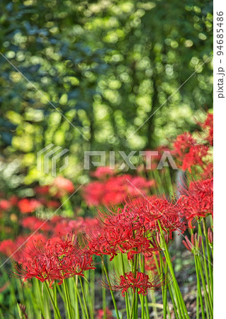 ヒガンバナ ヒガンバナ 94685486