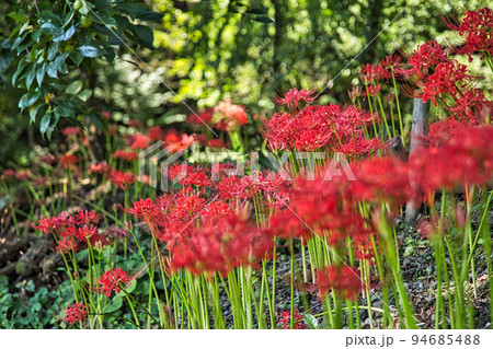 ヒガンバナ 94685488