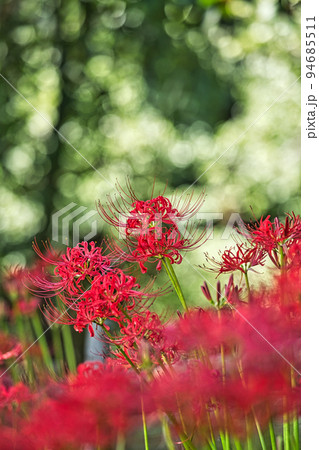 ヒガンバナ 94685511