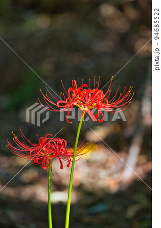 ヒガンバナ 94685522