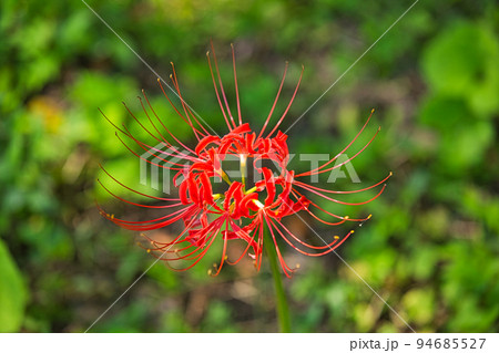 ヒガンバナ ヒガンバナ 94685527