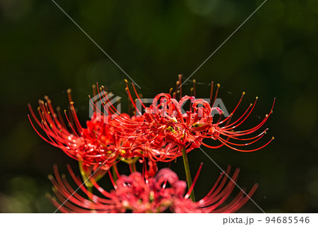 ヒガンバナ 94685546