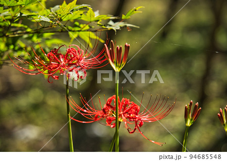 ヒガンバナ 94685548