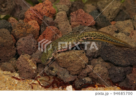 Closeup on an aquatic adult female Italian newt, Lissotriton italicus Closeup on an aquatic adult female Italian newt, Lissotriton italicus 94685700