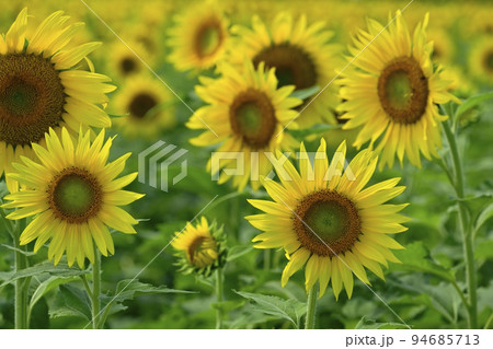 ヒマワリの花畑 ヒマワリの花畑 94685713