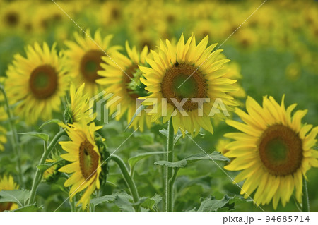 ヒマワリの花畑 ヒマワリの花畑 94685714