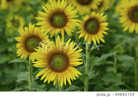 ヒマワリの花畑 ヒマワリの花畑 94685720