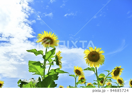 ヒマワリの花畑と青空に雲 ヒマワリの花畑と青空に雲 94685724