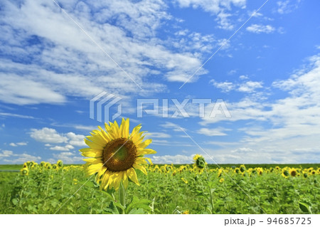 ヒマワリの花畑と青空に雲 94685725