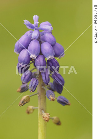 Closeup on a pretty blue grape hyacinth, Muscari botryoides against a green background 94685738