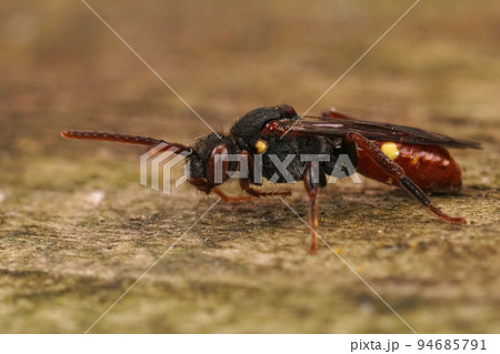 Closeup on a female colorful red kleptoparasite yellow shouldered Nomad bee, Nomada ferruginata sitting on wood 94685791