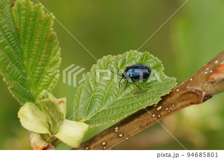 Closeup on the blue metallic alder leaf beetle, Agelastica alni sitting on it's host plant, Alnus glutinosa Closeup on the blue metallic alder leaf beetle, Agelastica alni sitting on it's host plant, Alnus glutinosa 94685801