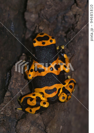Closeup on a colorful yellow banded posion dart frog, Dendrobates leucomelas Closeup on a colorful yellow banded posion dart frog, Dendrobates leucomelas 94685810