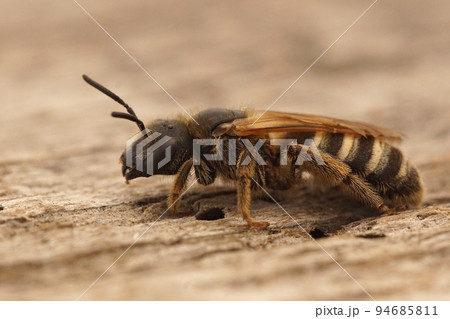 Closeup on an adult female Great-banded furrow bee, Halcitus scabiosae, sitting on wood Closeup on an adult female Great-banded furrow bee, Halcitus scabiosae, sitting on wood 94685811