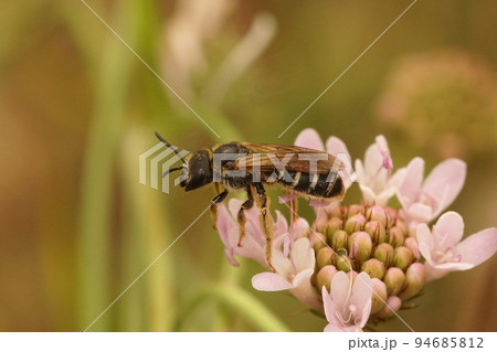 Closeup on a female box headed furrow bee, Halictus maculatus on a pink scabious flower Closeup on a female box headed furrow bee, Halictus maculatus on a pink scabious flower 94685812