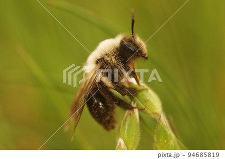 Closeup on a furre white femel Grey-backed mining bee, Andrena vaga on top of vegetation Closeup on a furre white femel Grey-backed mining bee, Andrena vaga on top of vegetation 94685819