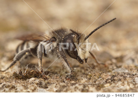Closeup on a male white-sectioned leafcutter bee, Megachile albisecata 94685847