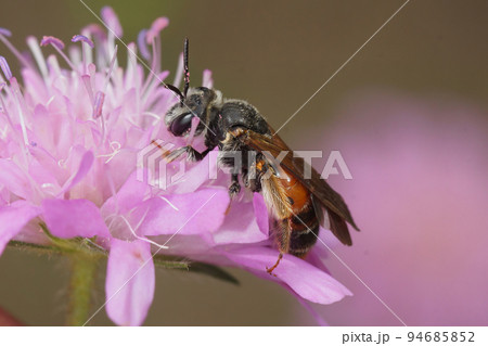 Closeup on a female large scabious mining bee, Andrena hattorfiana, sitting on it's purple hostplant 94685852