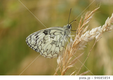 Closeup on a European marbled whhite butterfly, Melanargia galathea with closed wings Closeup on a European marbled whhite butterfly, Melanargia galathea with closed wings 94685854