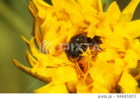 Closeup on a shaggy bee, Panurgus, inside and defending a yellow Catsear flower Closeup on a shaggy bee, Panurgus, inside and defending a yellow Catsear flower 94685855