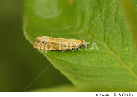Closeup on the small red piercer moth, Lathronympha strigana sitting on a grean leaf Closeup on the small red piercer moth, Lathronympha strigana sitting on a grean leaf 94685856